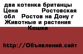 два котенка британцы › Цена ­ 2 000 - Ростовская обл., Ростов-на-Дону г. Животные и растения » Кошки   